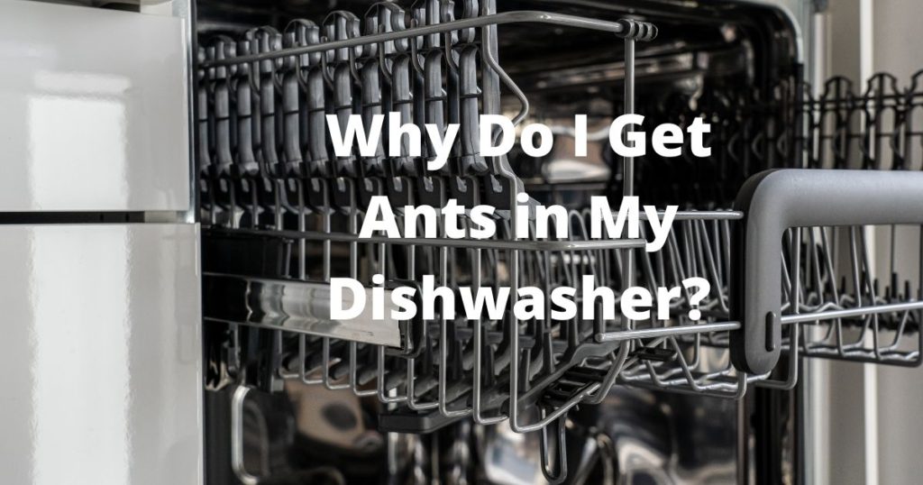 Why Do I Get Ants In My Dishwasher 4 Reasons Why MyKitchenApex   Why Do I Get Ants In My Dishwasher 1024x538 