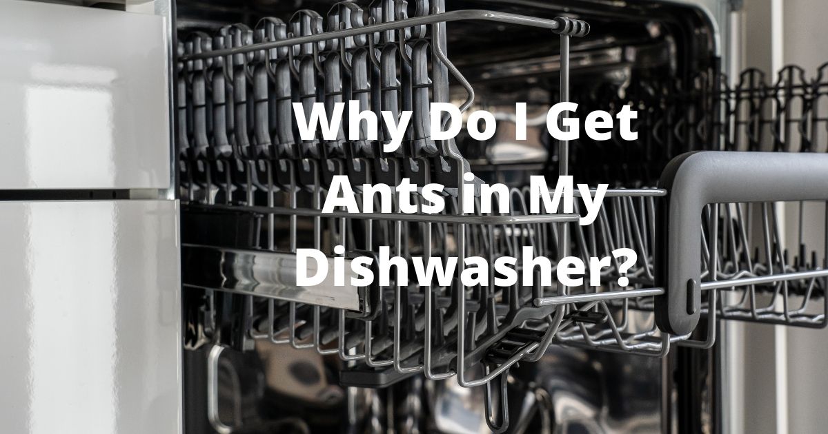 Why Do I Get Ants in My Dishwasher