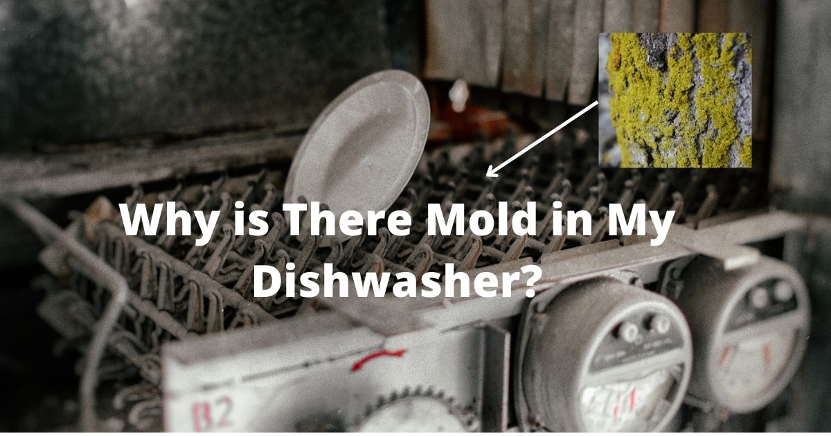 why is there mold in my dishwasher