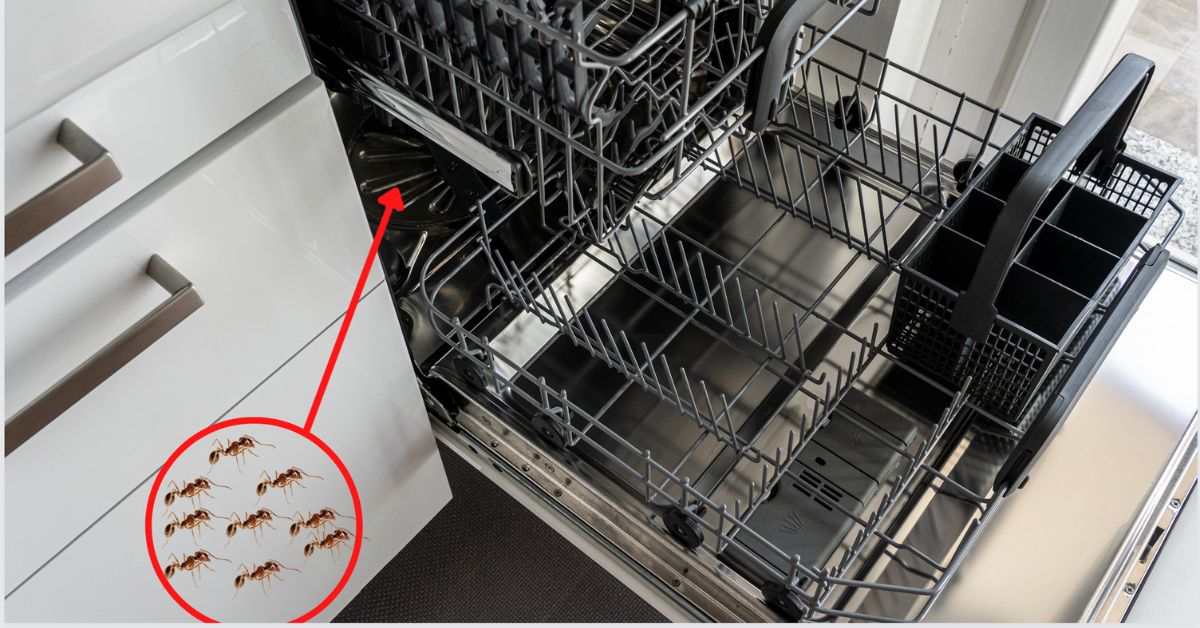 How to Get Rid of Ants in Dishwasher