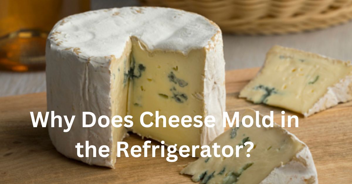 Why Does Cheese Mold in the Refrigerator